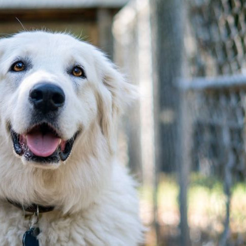Dog behind a cage in a boarding facility for pets.