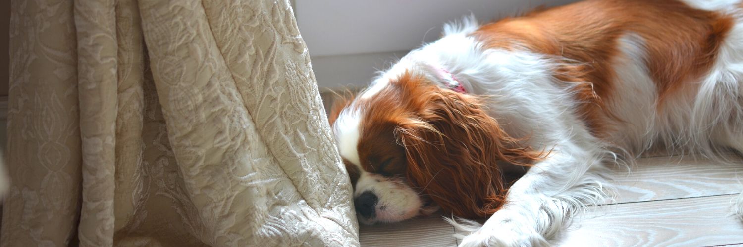 Dog dreams while he sleeps beside a curtain
