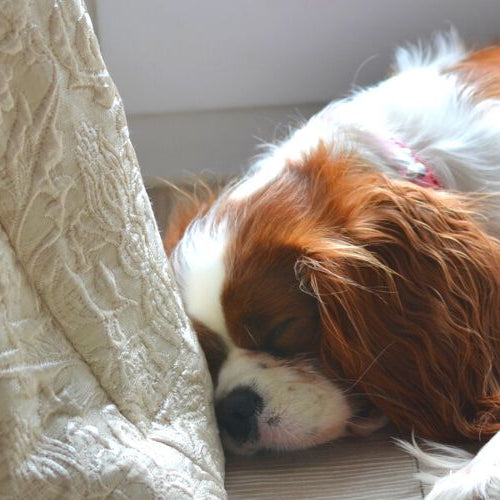 Dog dreams while he sleeps beside a curtain