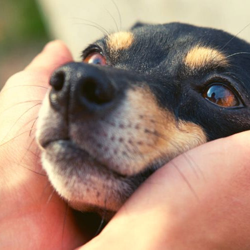 Owner doing a dog ear massage to his pet