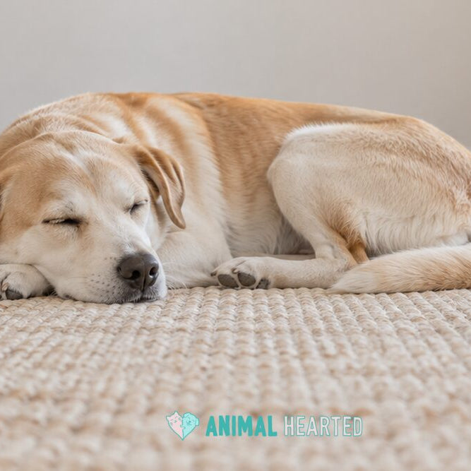 A tan and white dog asleep on its side on a woven rug with its head resting on its front paws