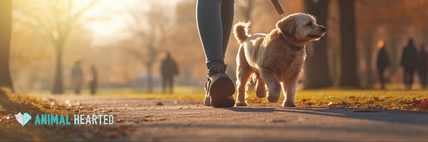 Best Dog for Training What to Consider Before Jumping In — Animal