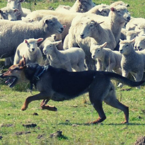 dog herding a flock of sheep