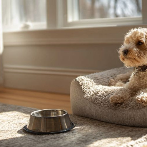 A dog sitting on his bed next to a window in his room
