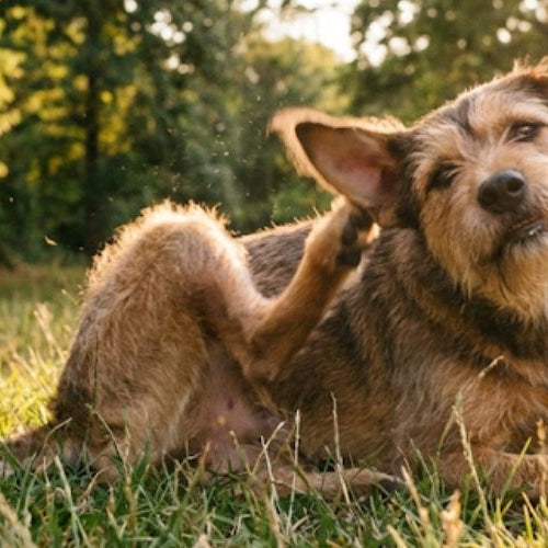 A black lab mix lying in grass, twisting to scratch/bite at its shoulder area, outdoor park setting, golden hour lighting, action shot with slight motion.