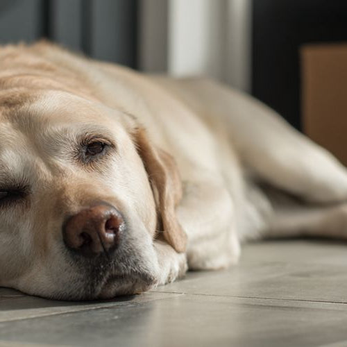 lab resting on floor during unpacking after relocation