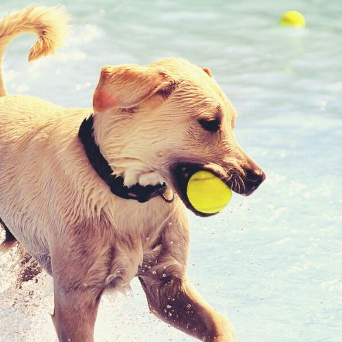 Dog biting a tennis ball and playing in the pool