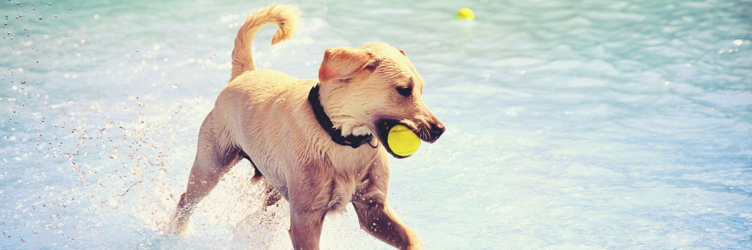 Dog biting a tennis ball and playing in the pool