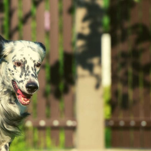 English setter playing in a dog proof yard