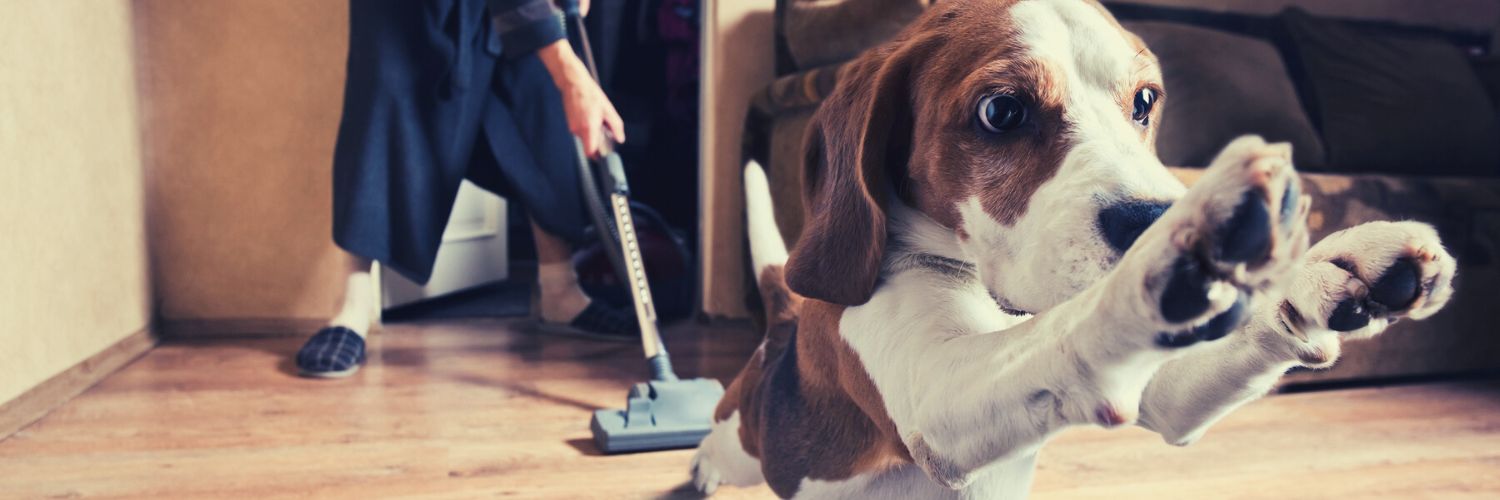 dog running away from vacuum cleaner