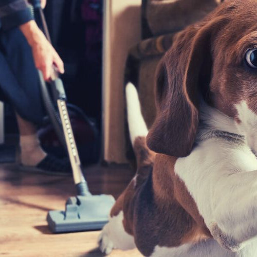 dog running away from vacuum cleaner