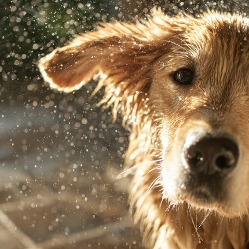 dog shaking off water