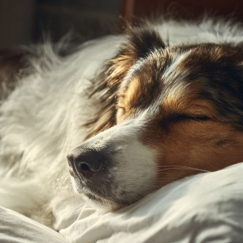 Dog sleeping in bed next to woman