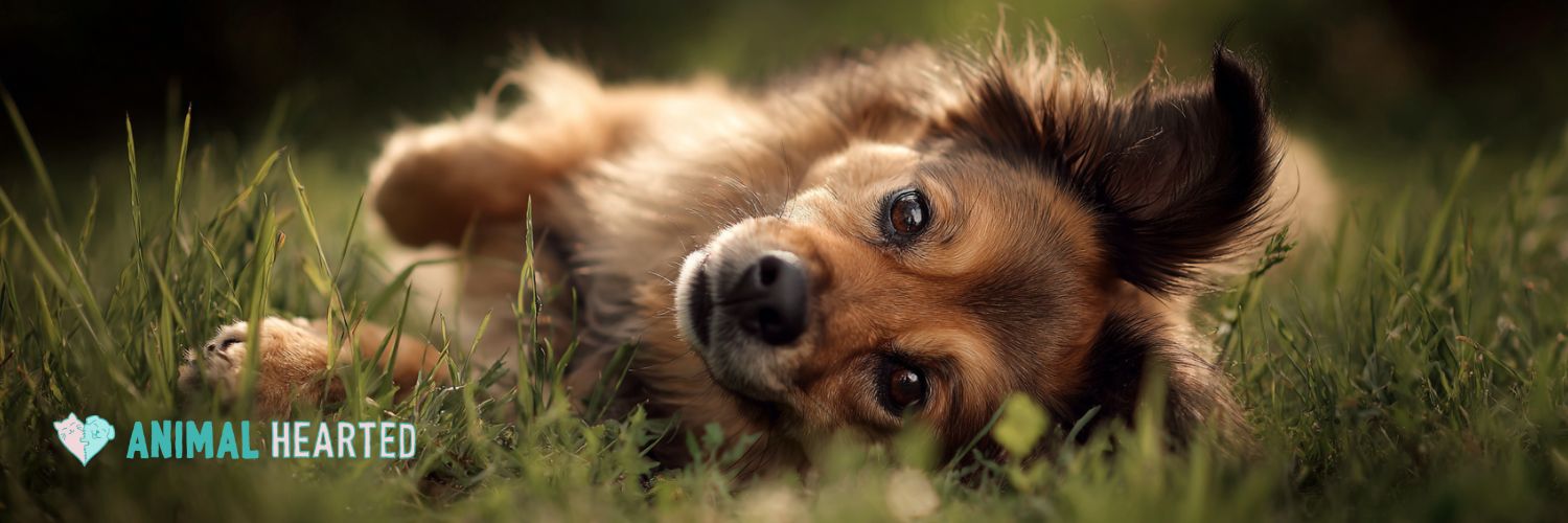 A dog rolling in the grass needing a soft chew for seasonal allergies