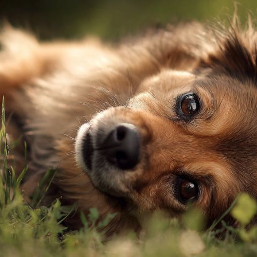 A dog rolling in the grass needing a soft chew for seasonal allergies