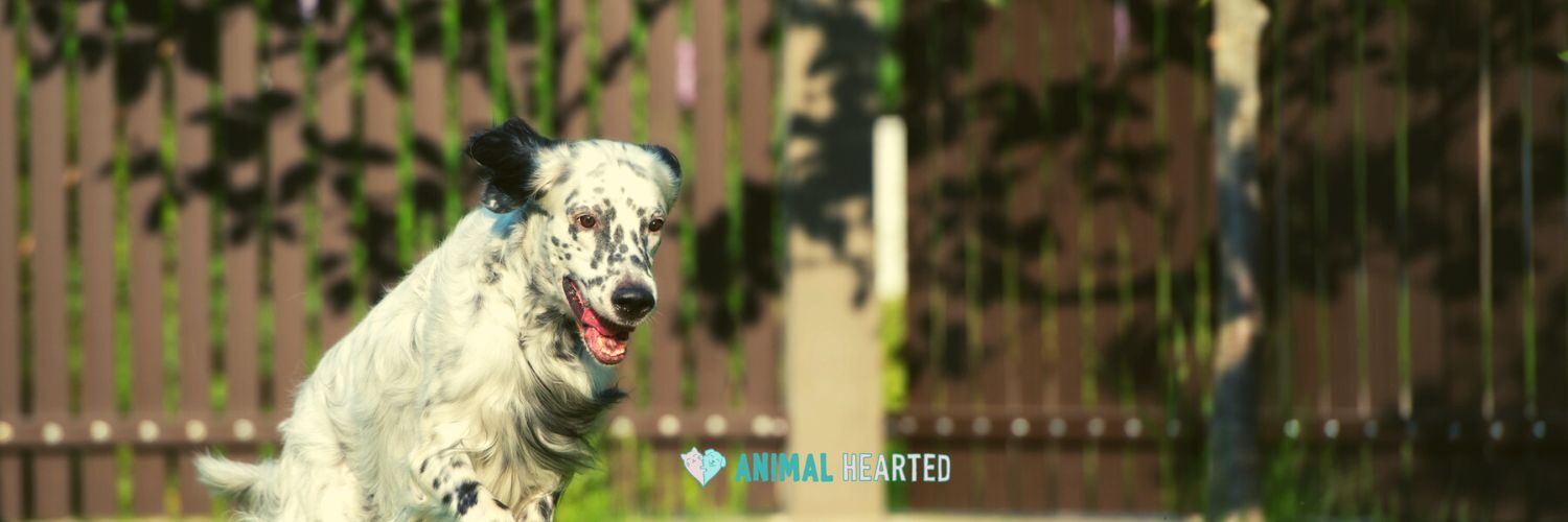 A black and white spotted dog running along a wooden fence with its mouth open