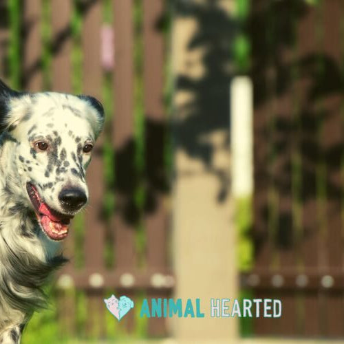 A black and white spotted dog running along a wooden fence with its mouth open