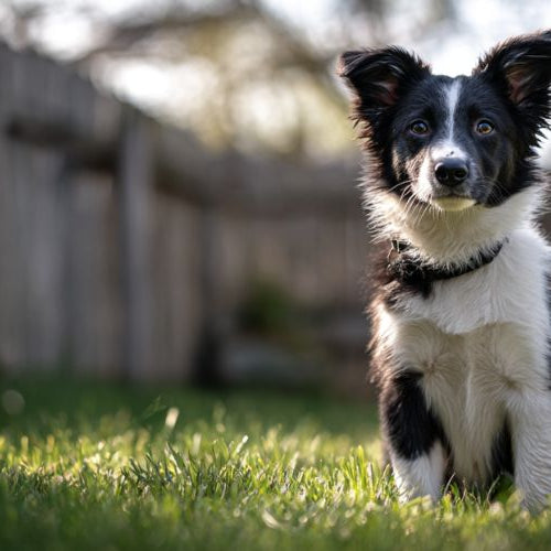Well-trained Border Collie sitting attentively in backyard