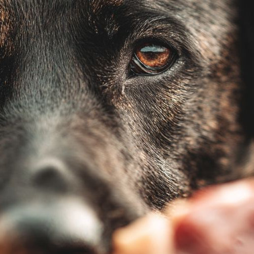 Dog eating raw chicken without knowing the pros and cons of raw diet for dogs