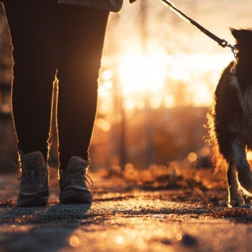 Dog walking on the street