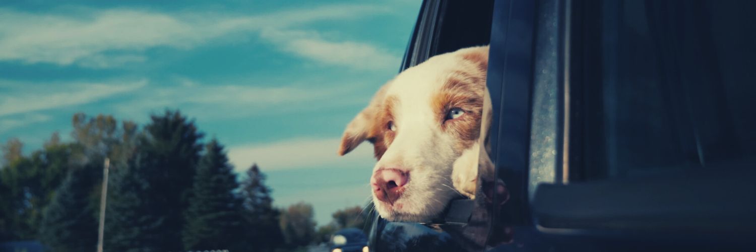 Why Do Dogs Like Car Rides? — Animal Hearted Apparel