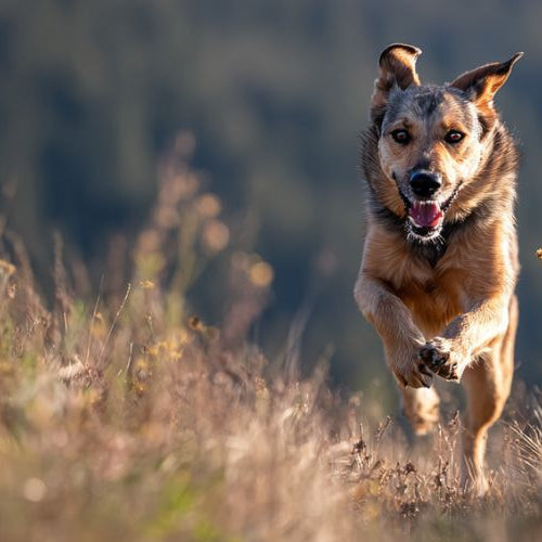 Active dog running through meadow demonstrating importance of daily exercise