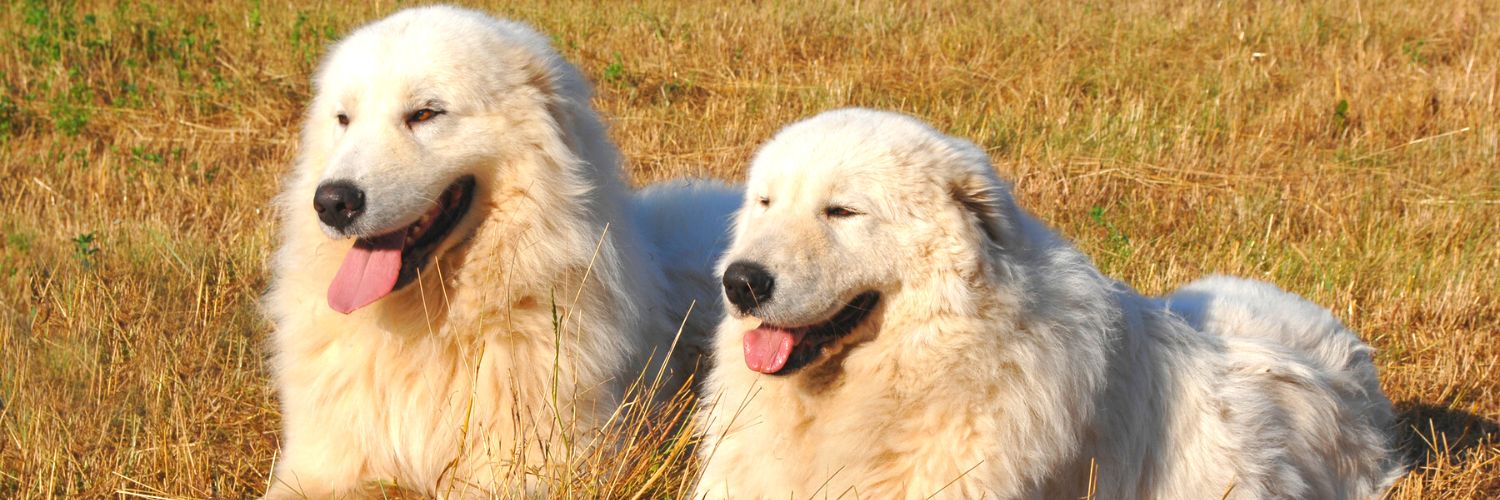 Two Maremma dogs that protect penguins sitting next to each other,