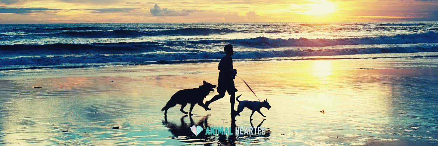 Silhouette of a person running along a wet beach at sunset with two dogs, a leash running from the person's hand to the smaller dog