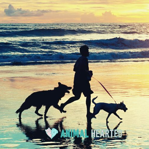 Silhouette of a person running along a wet beach at sunset with two dogs, a leash running from the person's hand to the smaller dog