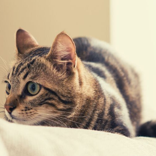 Cat Proofing Your Home: 10 Tips on How to Cat-Proof Your House
