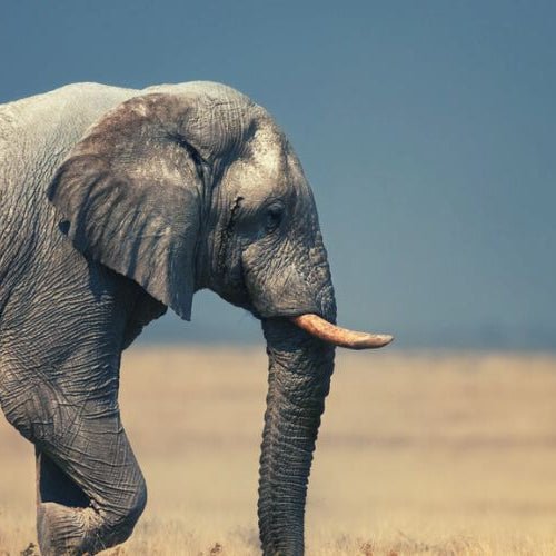 elephant in a field