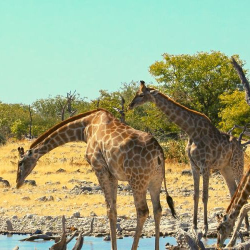 Endangered giraffes from Africa surrounding a waterhole