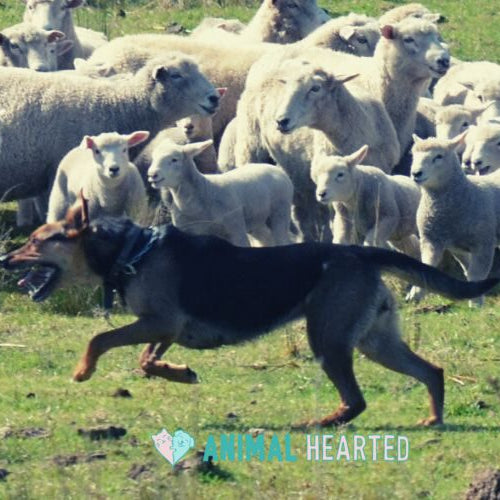 A dog running in front of a flock of sheep on a grassy field