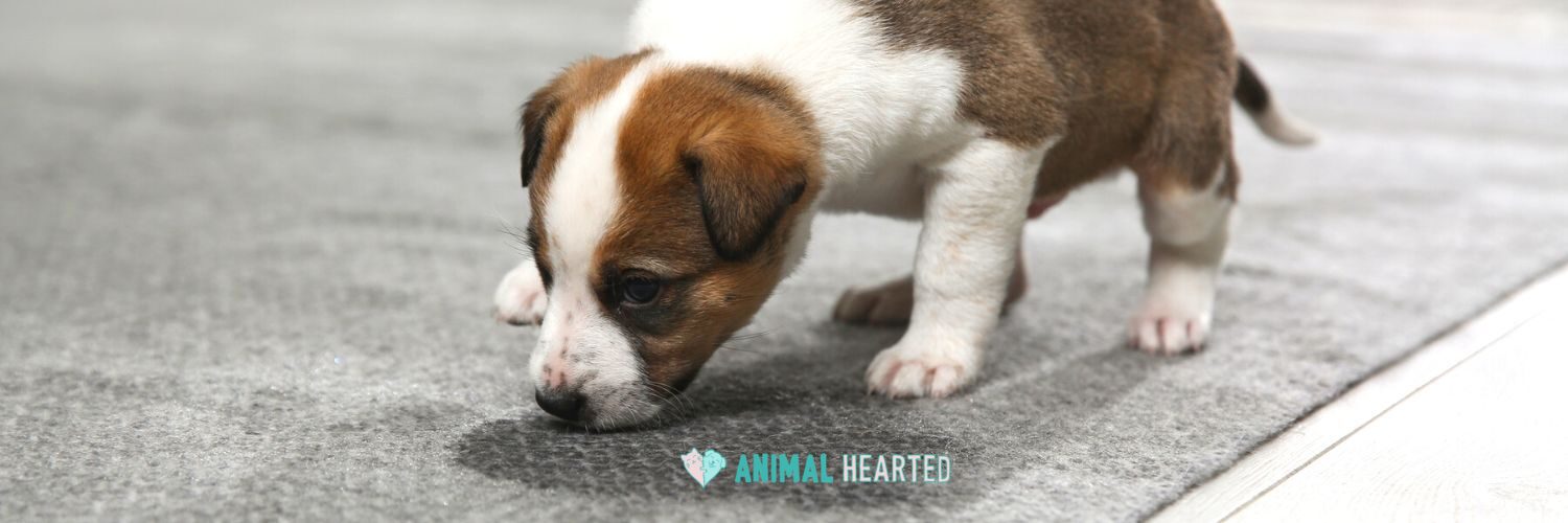 A brown and white puppy on gray carpet with its nose down at a dark damp patch
