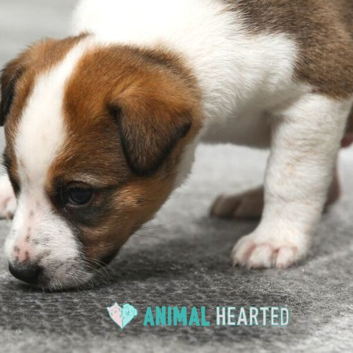 A brown and white puppy on gray carpet with its nose down at a dark damp patch