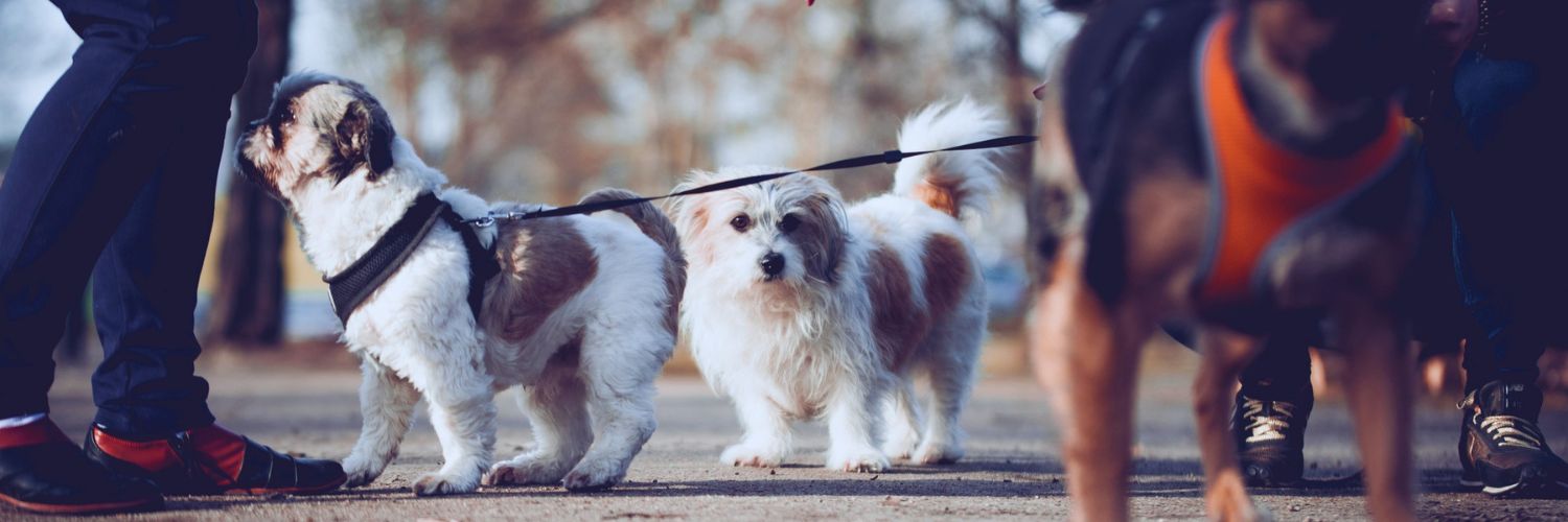 Two small dogs on leashes meeting on a park path while a third dog in an orange harness stands blurred in the foreground