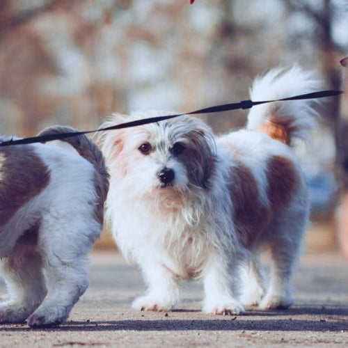 Two small dogs on leashes meeting on a park path while a third dog in an orange harness stands blurred in the foreground