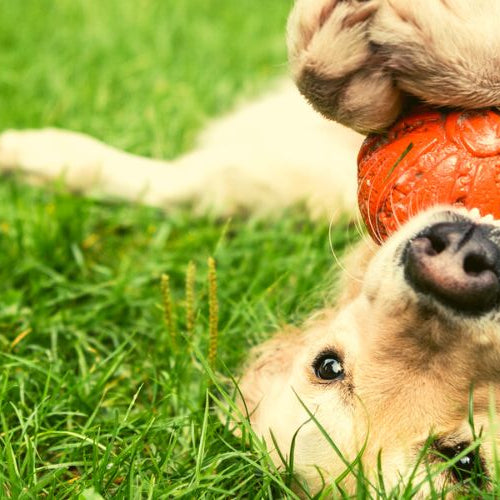 Golden retriever lying on its back in grass with an orange ball held against its mouth by one paw