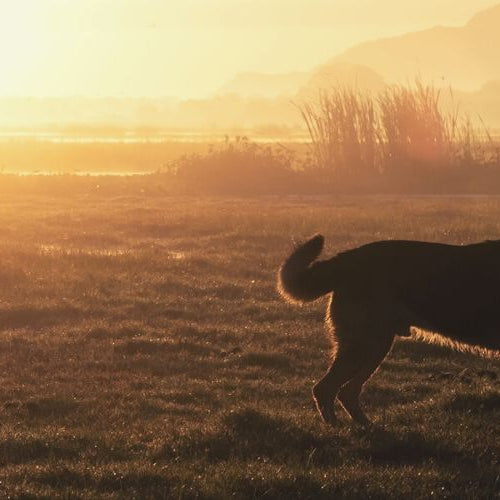 A person standing in a grass field at sunrise with a hand on the head of a dog looking up