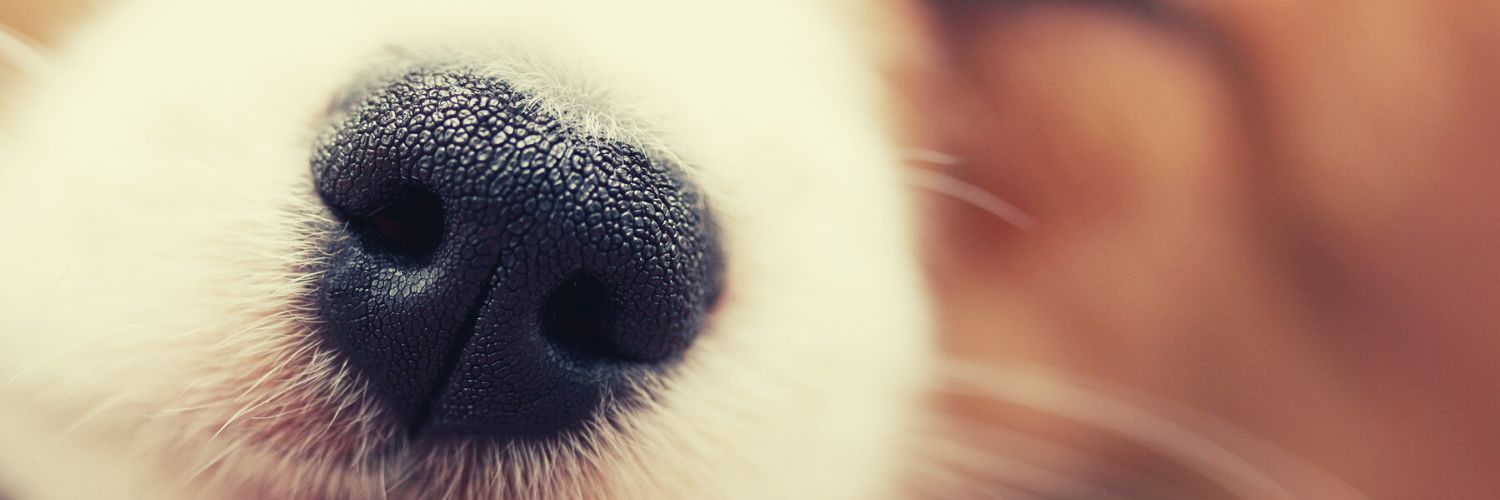 Close-up of a dog's black nose and white fur