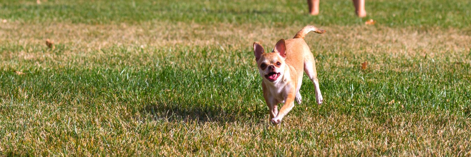 Chihuahua running energetically across a field of grass, one of the fun facts about them