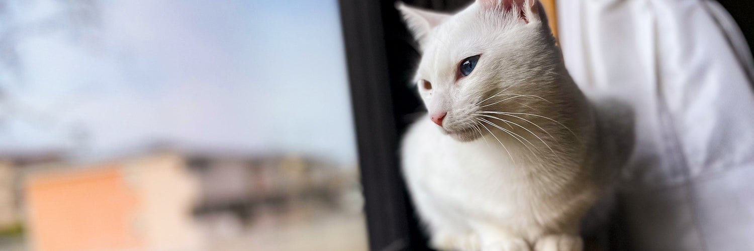 A cat on a window sill demonstrating feline high rise syndrome