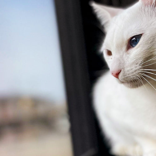 A cat on a window sill demonstrating feline high rise syndrome