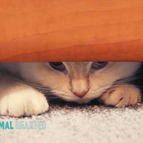 A pale cat with blue-gray eyes looking out from under the edge of an orange wooden piece of furniture