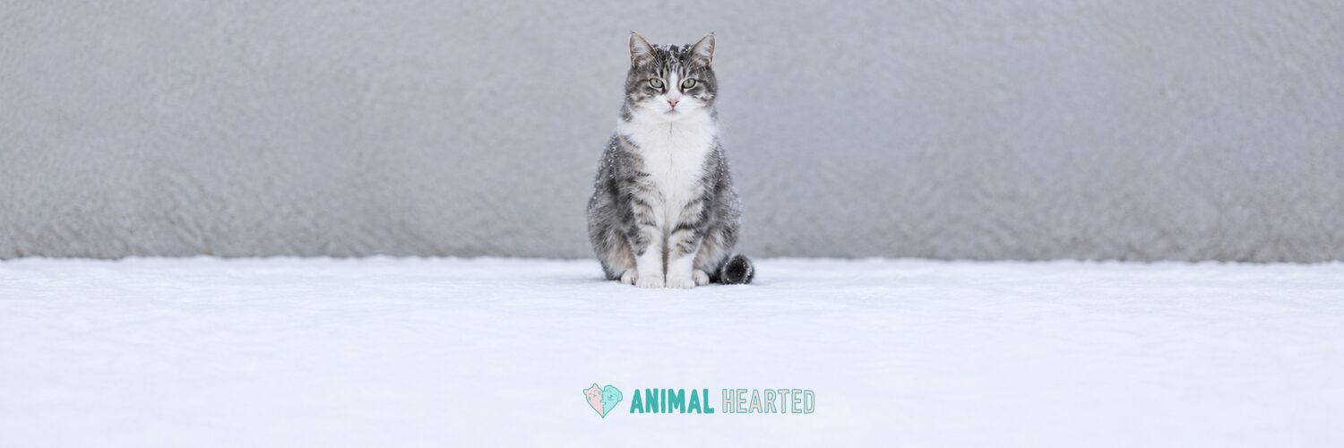 A small gray and white tabby cat sitting in snow in front of a plain gray wall