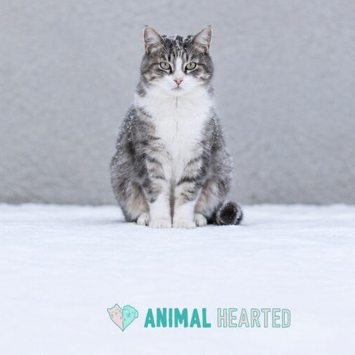 A small gray and white tabby cat sitting in snow in front of a plain gray wall