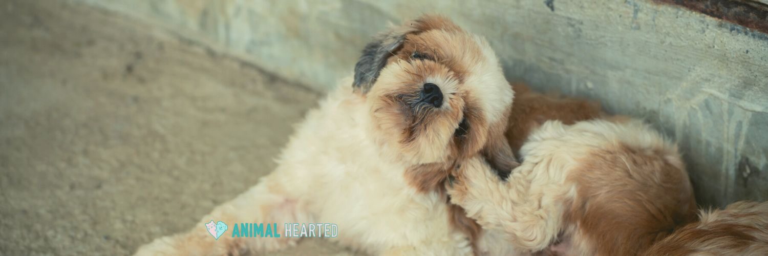 Two fluffy cream and tan dogs lying together on a concrete floor, one with its head tilted back