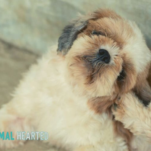 Two fluffy cream and tan dogs lying together on a concrete floor, one with its head tilted back