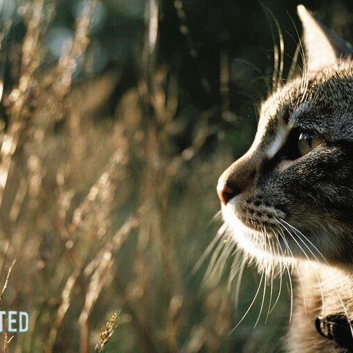 Gray tabby cat wearing a flea collar in golden hour grass