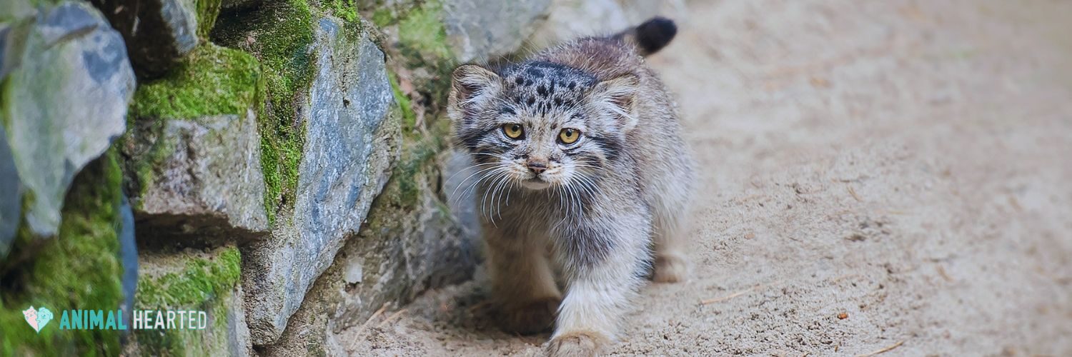 A Pallas's cat kitten walking along a mossy stone wall on pale sand